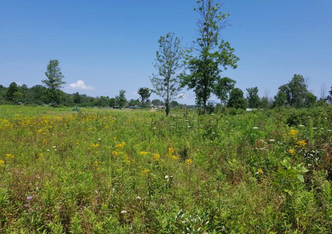Heartland Forest wet meadow.