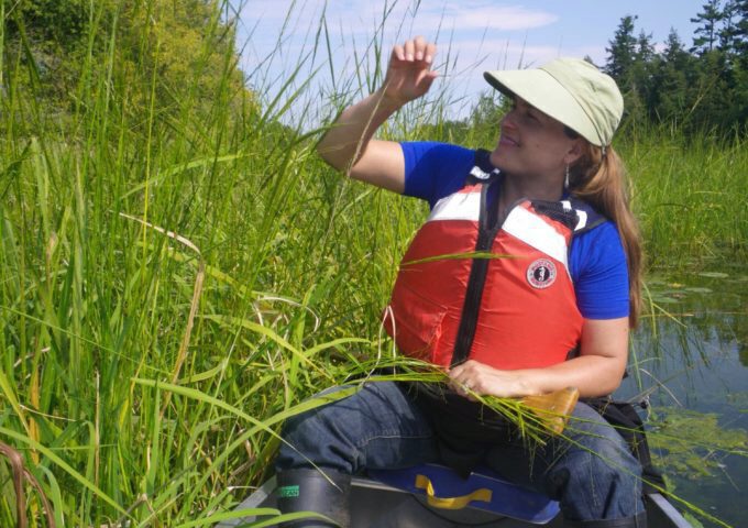 Conservation authority employee in small metal boat by tall grasses.