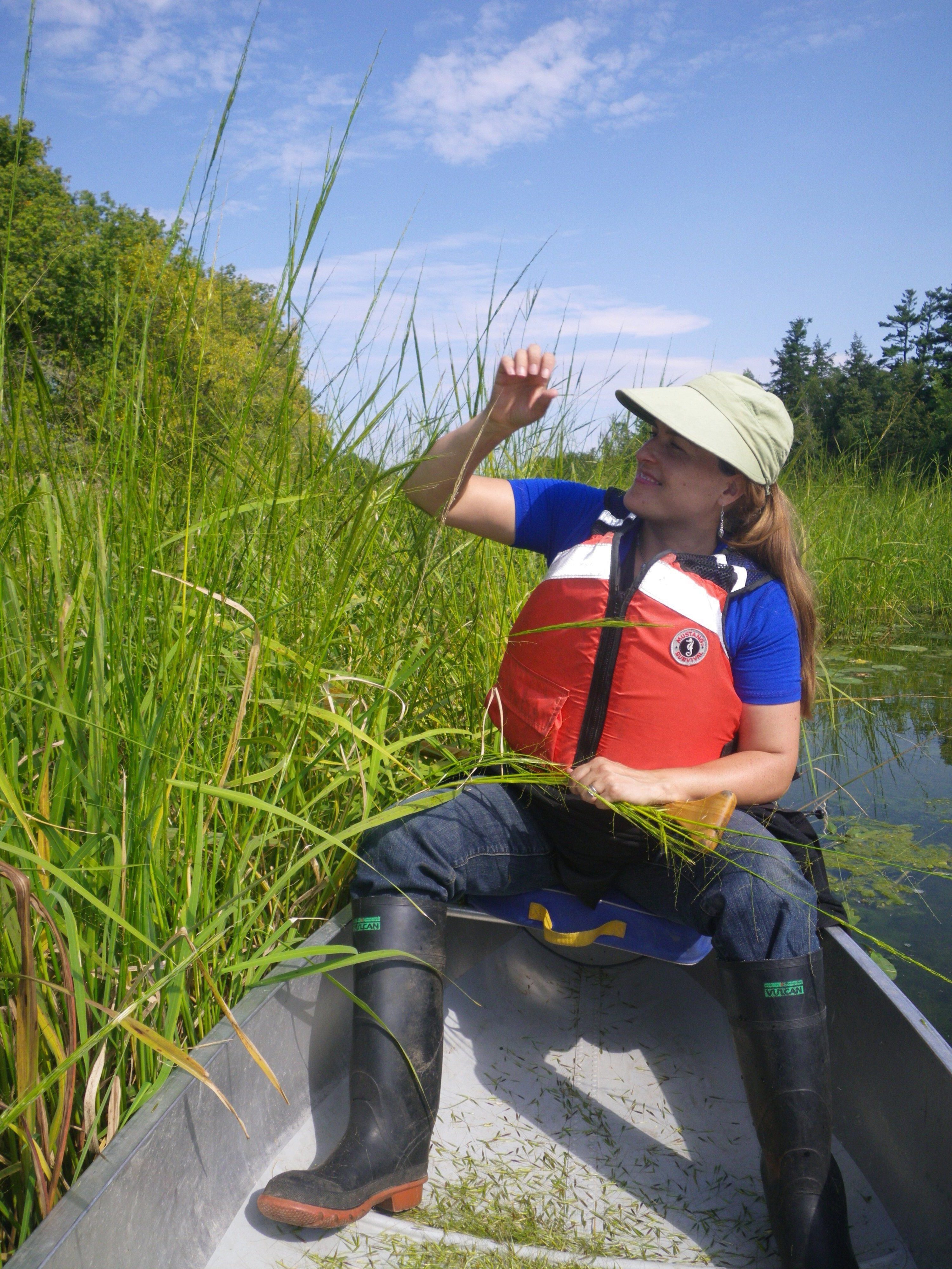Conservation authority employee in small metal boat by tall grasses.