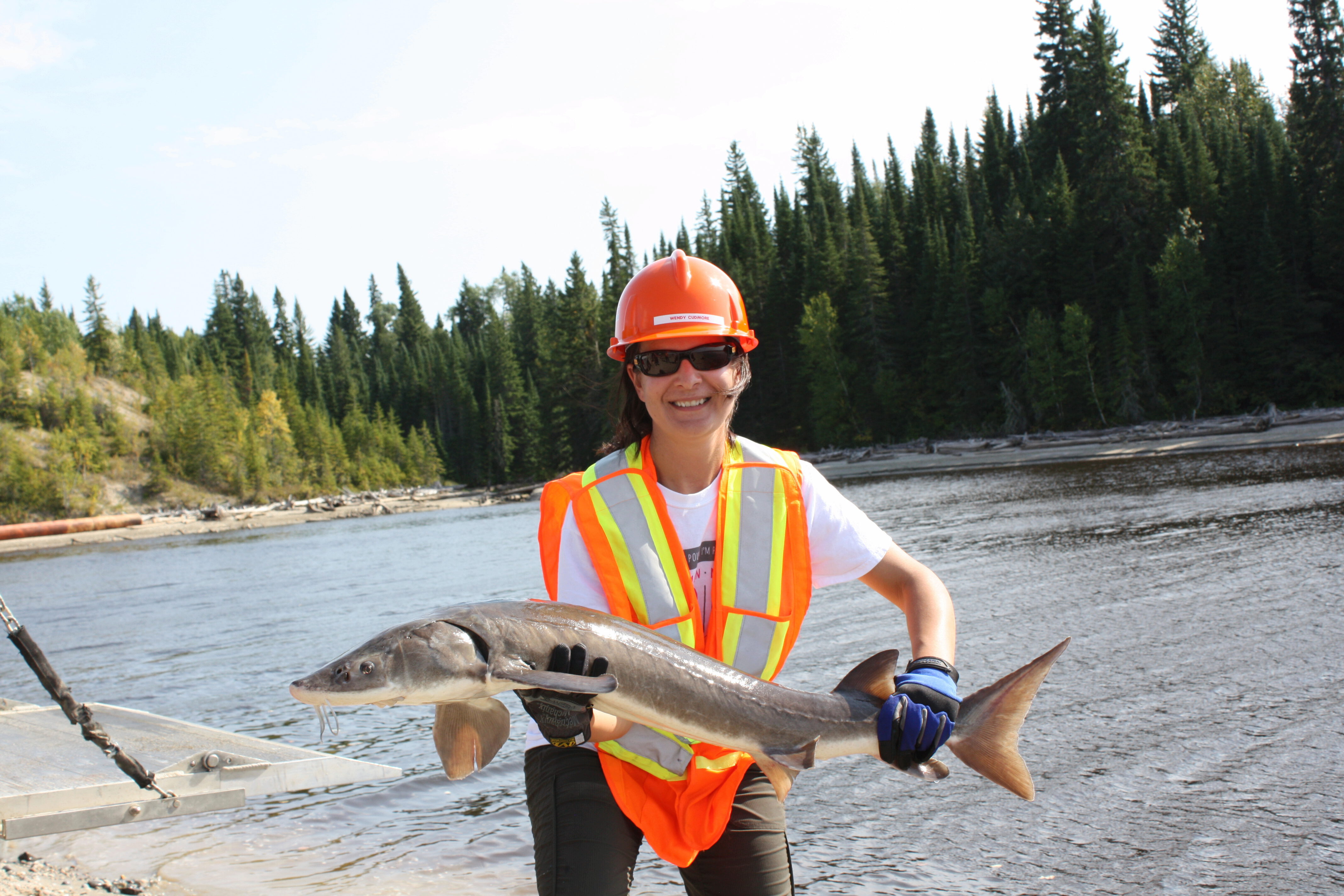 Women in hard hat and safety vest holding a sturgeon in front of a lake.