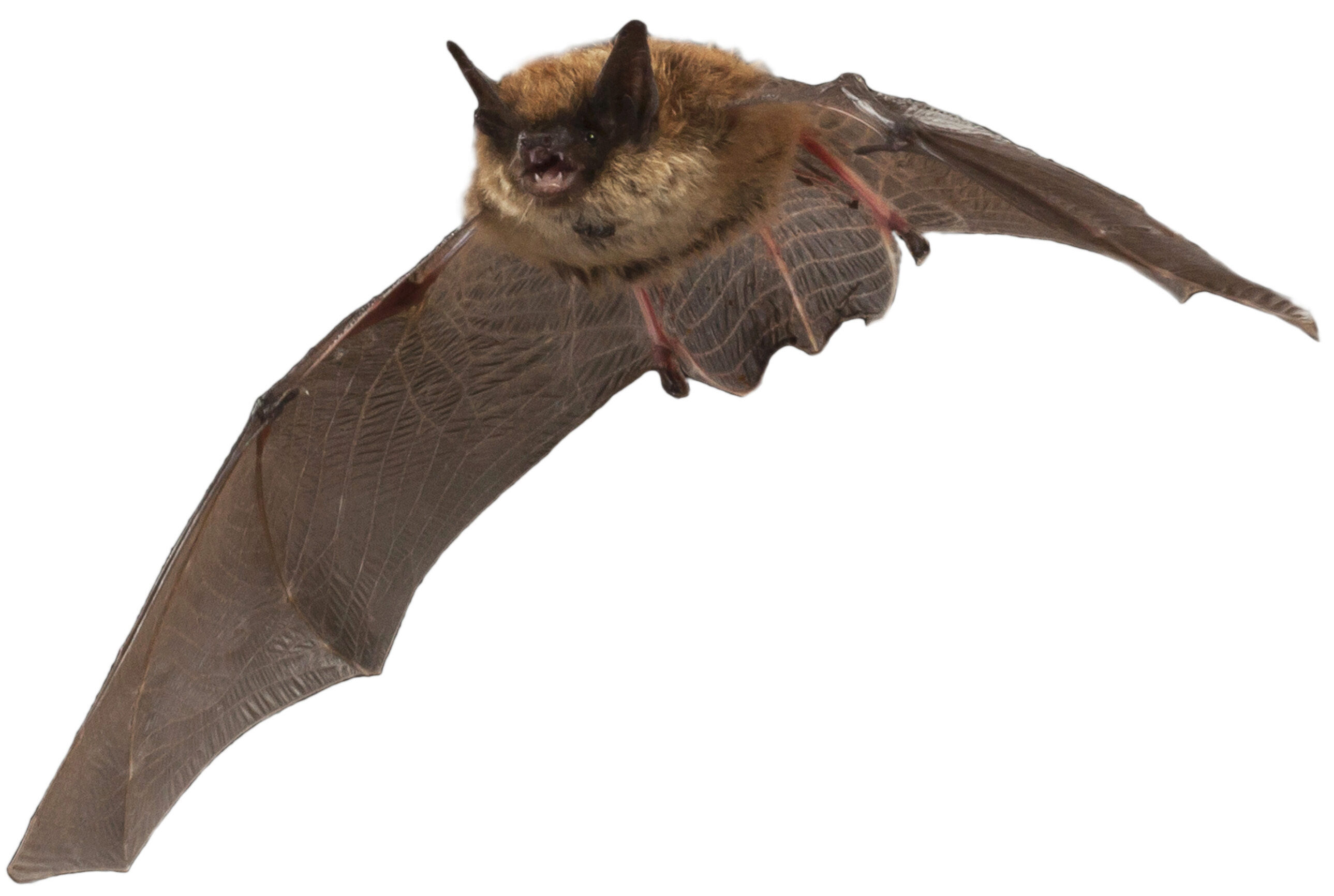 An eastern small-footed bat in flight.