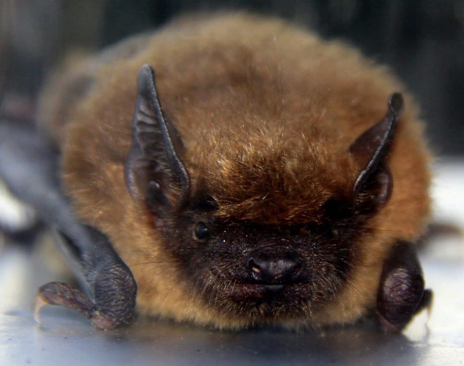 An eastern small-footed bat at rest.