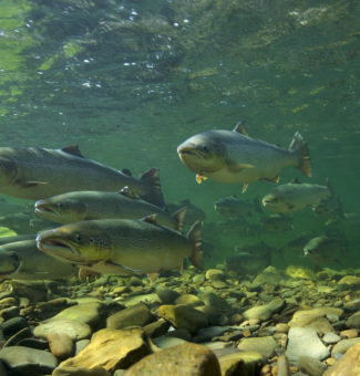 Atlantic salmon swim upstream during spawning migration.