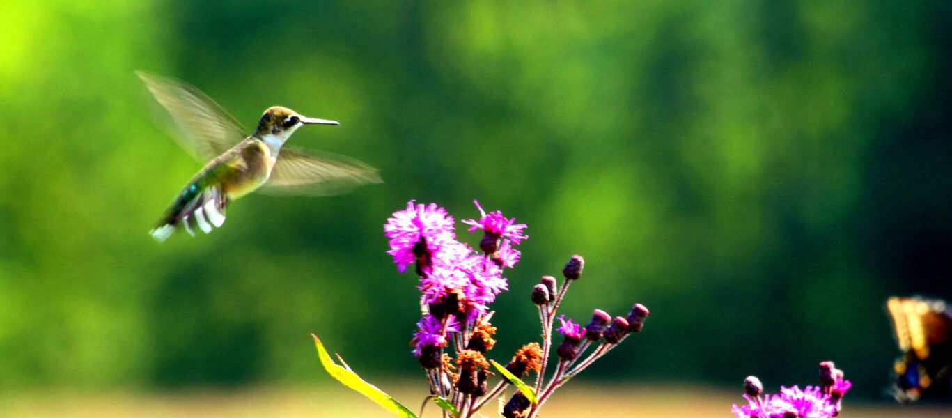 A hummingbird hovers near pink wildflowers.