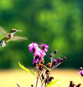 A hummingbird hovers near pink wildflowers.