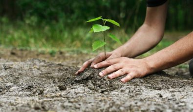 Hands pat down earth after planting a seedling tree in the ground.