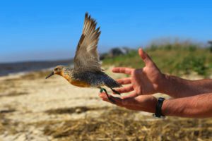 A red knot bird takes flight from a man's hands.