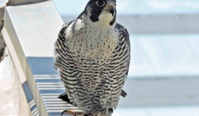 Peregrine falcon at Pickering Nuclear GS.