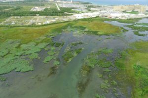 We deployed drones to help survey the growth of invasive Phragmites near the Western Waste Management Facility in Bruce County.