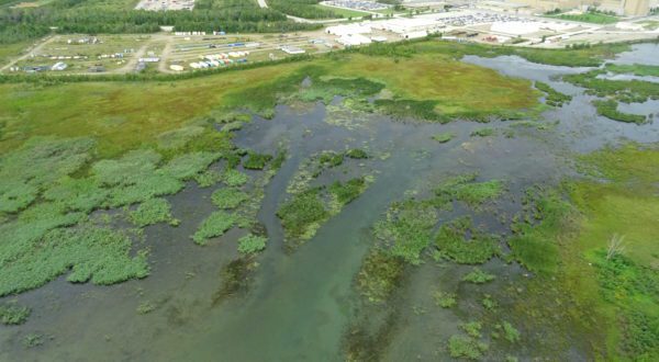 We deployed drones to help survey the growth of invasive Phragmites near the Western Waste Management Facility in Bruce County.