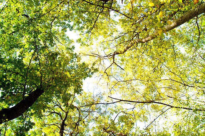 A view upward towards a sunny sky from beneath a tree canopy.