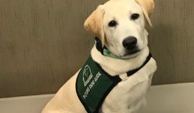 Future Dog Guide Bronco, a yellow Labrador Retriever, is learning on the job at OPG.