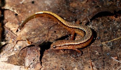 The habitat of a group of endangered Allegheny Mountain dusky salamanders was protected in 2017 during the refurbishment of the massive 750-acre reservoir at OPG’s Sir Adam Beck Pump Generating Station in Niagara Falls.