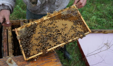 Hundreds of honey bees are busy pollinating crops in the Niagara Region.