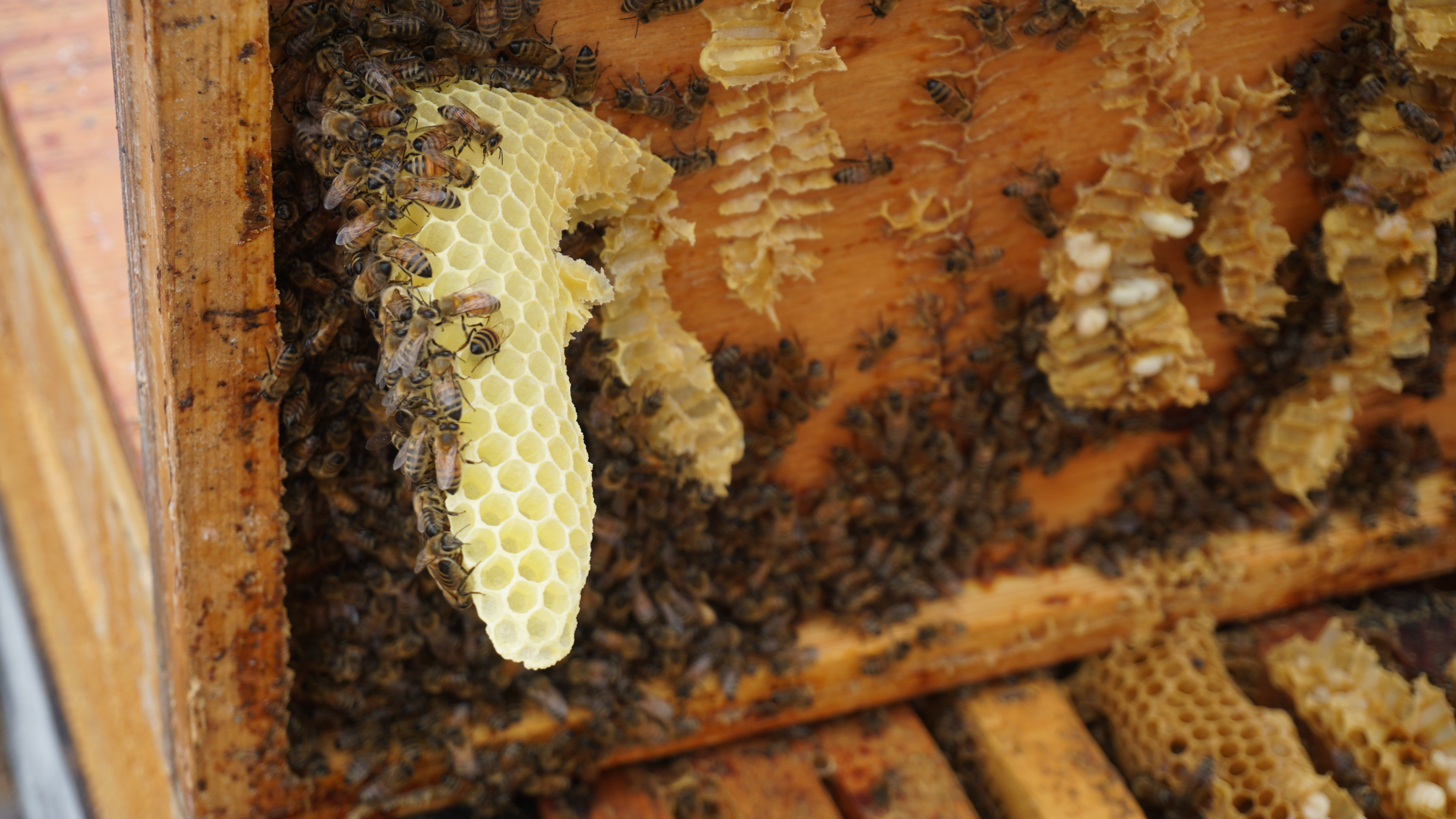 OPG's Niagara Operations is home to one of the largest bee colonies in Canada.