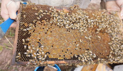 Hundreds of honey bees call OPG's DeCew I and II hydroelectric generating stations home. In spring and summer, they are busy pollinating crops in the Niagara Region.