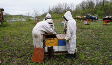 Beekeepers tend to hives at OPG's Niagara Operations.