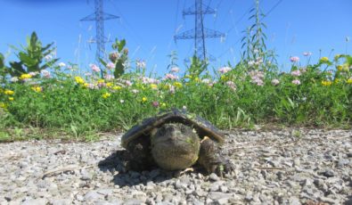 A baby snapping turtle spotted near the Nanticoke wetland.