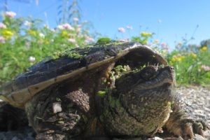 A baby snapping turtle spotted near the Nanticoke wetland.