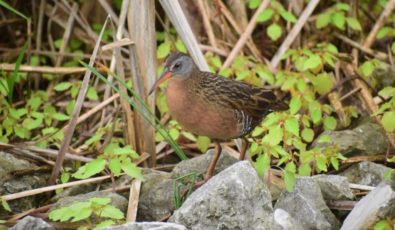 Virginia rail, a small waterbird, like the one pictured here are making use of the Nanticoke wetland.