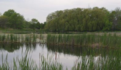 The five-acre Nanticoke wetland plays a vital role for the environment and biodiversity in southwestern Ontario.