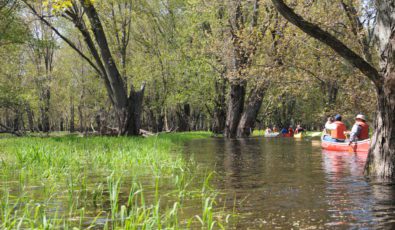 Canoeing through the picturesque Minesing Wetlands.