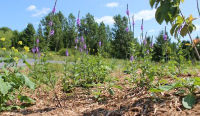 A butterfly and herb garden constructed in 2019 at the Saunders visitor centre features pollinator plants that traditionally thrived in the St. Lawrence River region.