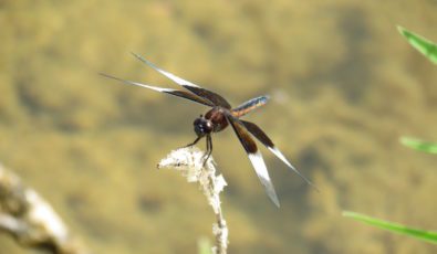 The Minesing Wetlands provide important habitat for a number of rare and endangered species.