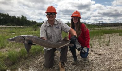 Dan Gibson, OPG Senior Environmental Specialist, and Melodie Tessier, OPG Site Environmental Advisor, with one of the lake sturgeons that was relocated on the Mattagami River.