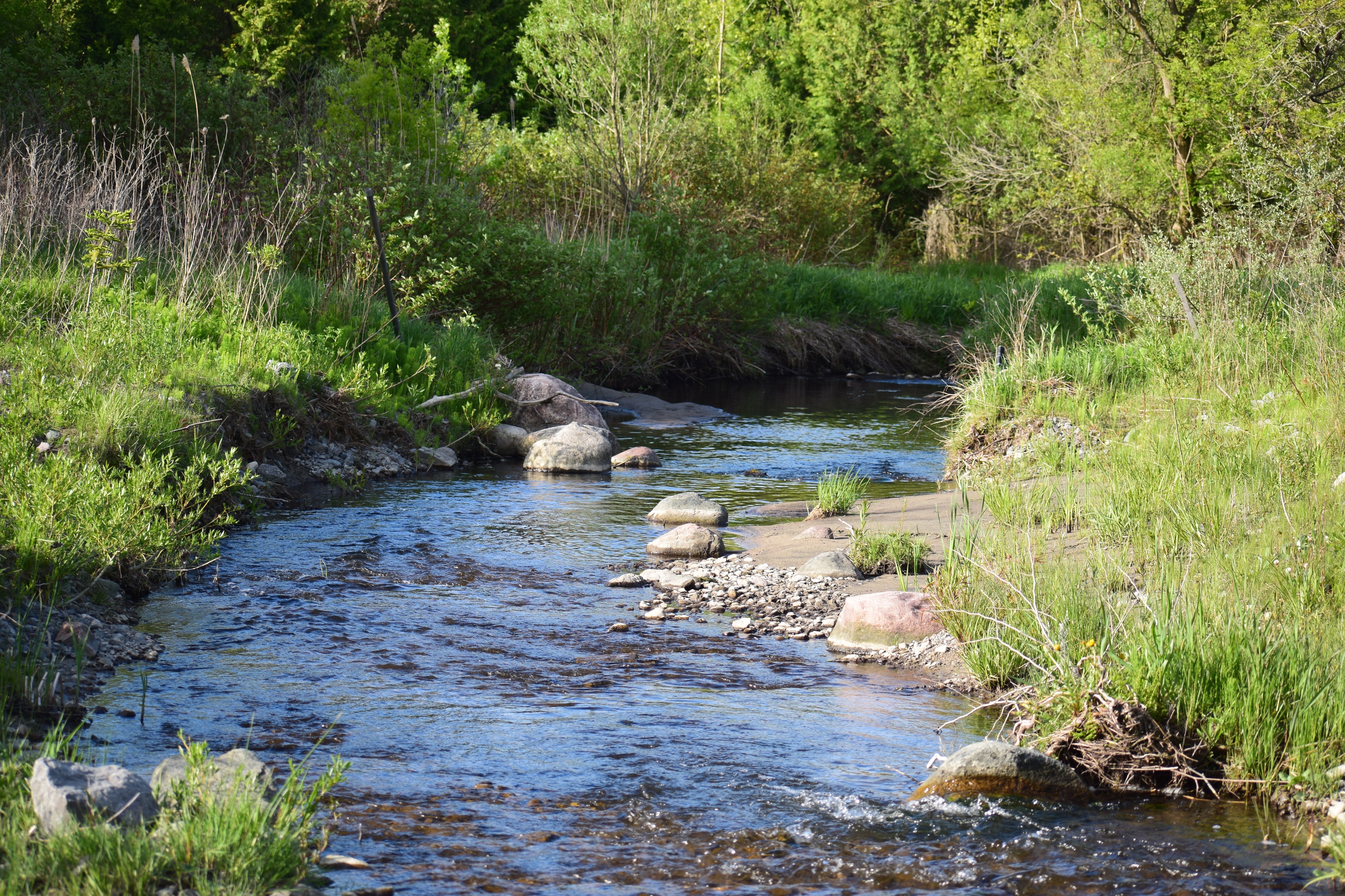 Wesleyville Creek is one of the highest quality cold water streams on the north shore of Lake Ontario.