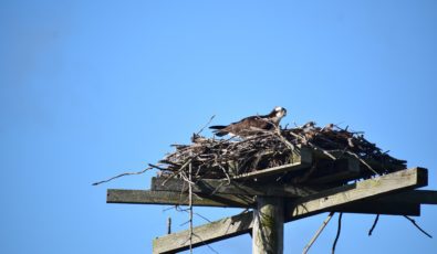 An Osprey platform at OPG's Wesleyville site. The site has received gold certification from the Wildlife Habitat Council.