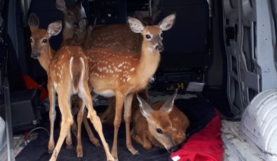 Eight rescued fawns were released back into the wilderness on OPG’s Nanticoke lands.