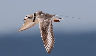 The Motus Wildlife Tracking receivers helps track tagged birds like the piping plover.