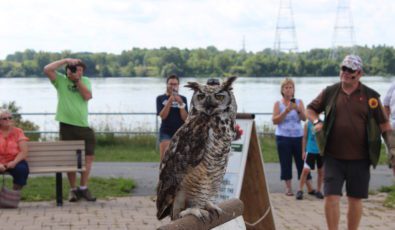 Visitors take photos of an owl during this summer's Wild for Wildlife event held by the River Institute.