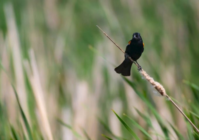 A grassland nesting bird.