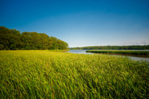 View of marshland landscape in Ontario's Royal Botanical Garden aka RBG during summer time