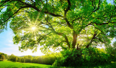The sun shines through a majestic green oak tree on a meadow. With its partners, OPG is committing to plant more than 1 million trees by 2025 to reach a total of 10 million trees planted since 2000.