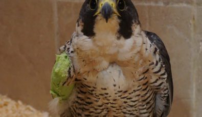 This young peregrine falcon was found with an injured wing at OPG's R.H. Saunders GS in 2019.