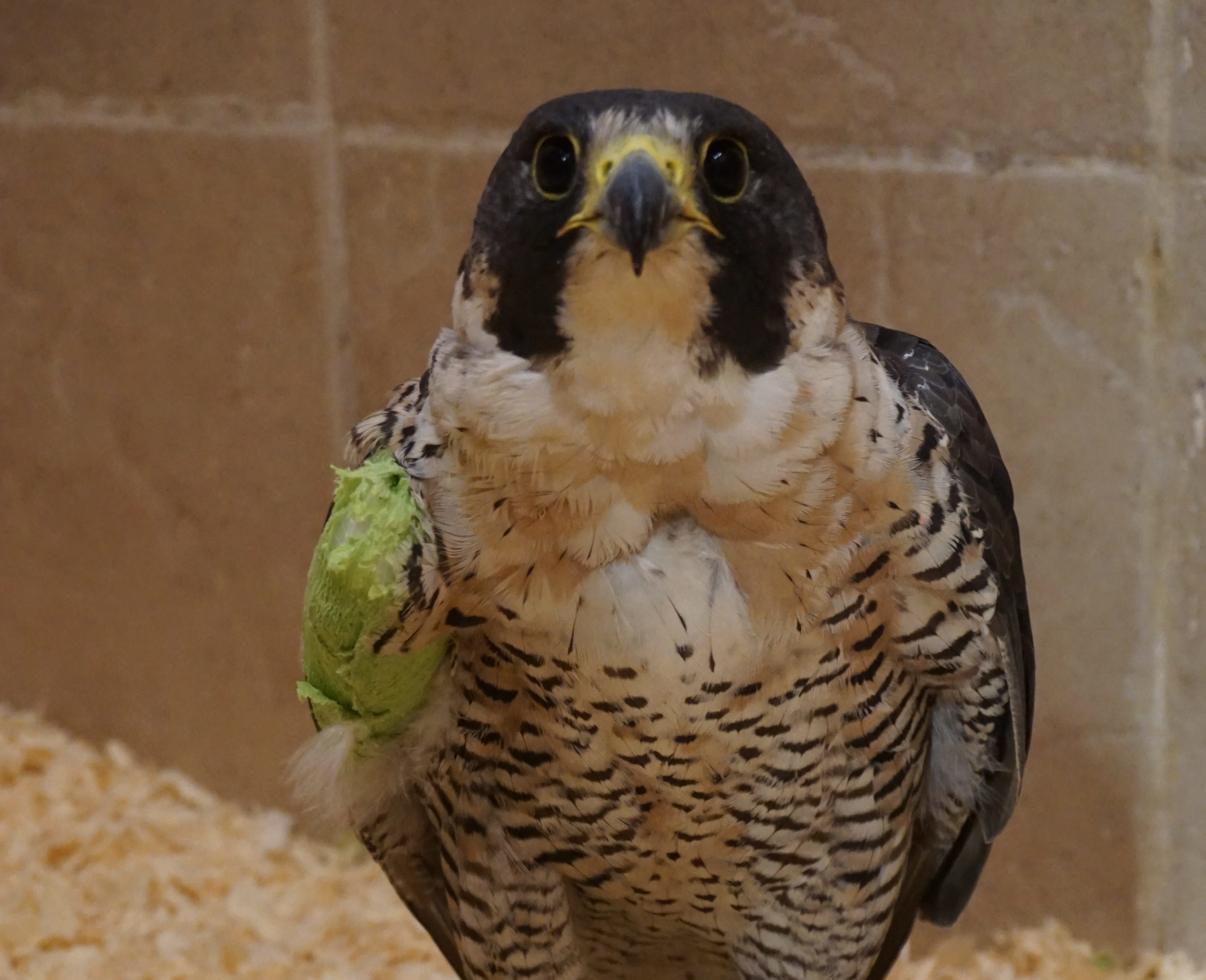 This young peregrine falcon was found with an injured wing at OPG's R.H. Saunders GS in 2019.