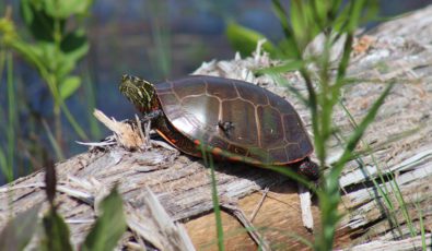 A painted turtle at an OPG-created basking area at the Bruce site