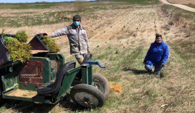 OPG staff plant rows of cedar trees along Pine River in Bruce County.