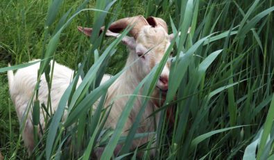 Goats have helped remove more than 140,000 square feet of the invasive pest in just a few weeks.