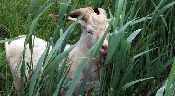 Goats have helped remove more than 140,000 square feet of the invasive pest in just a few weeks.