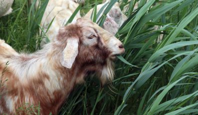 Photo of goat grazing on Phragmites invasive plant species