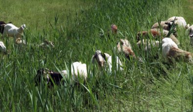 Goats graze on Phragmites Australis, an invasive plant species, at OPG's Sir Adam Beck Pump Generating Station site in Niagara Falls.