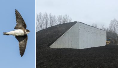 North America’s first artificial bank swallow habitat is now in operation at OPG’s Pickering Nuclear Generating Station site.