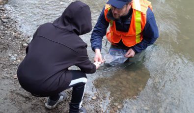 A student assists with the release of Atlantic Salmon fry.
