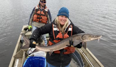 One of the lake sturgeon caught during OPG netting efforts on the Ottawa River in the fall.