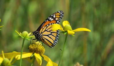 A monarch butterfly visits the gardens at OPG's Saunders Visitor Centre.