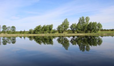 The 14.8-hectare Big Island Wetland was constructed in 2014 in Prince Edward County as a habitat bank for OPG's operations.